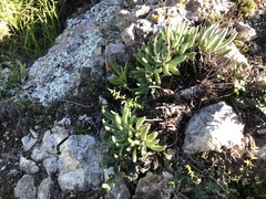 Dudleya abramsii bettinae