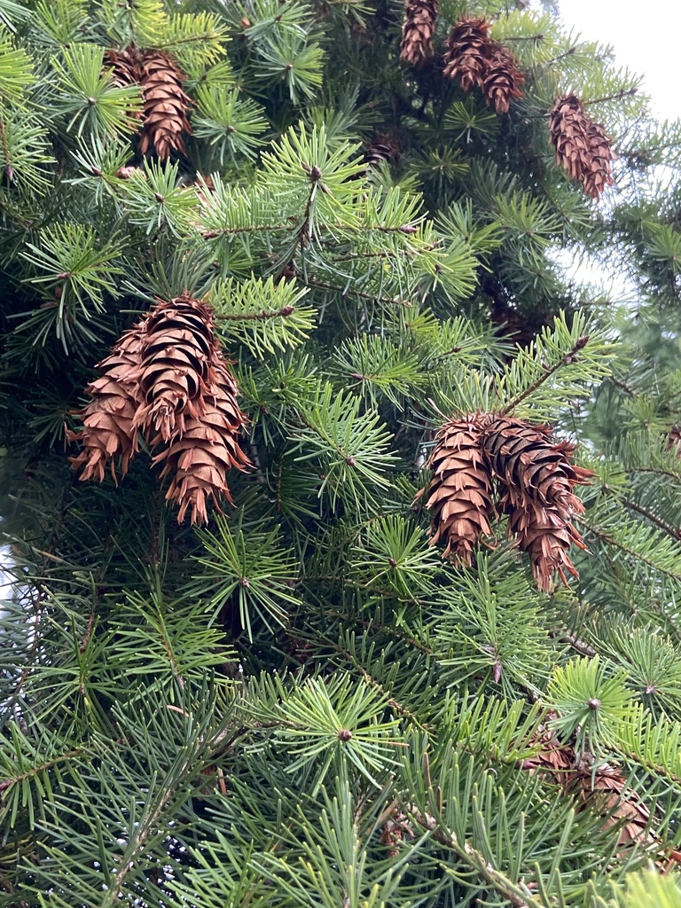Gewöhnliche Douglasie (Madeira eingeführte Arten) · iNaturalist