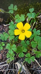 Oxalis