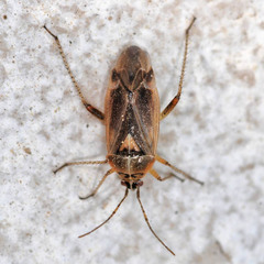 Harpocera thoracica