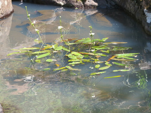 Red Amazon sword (Echinodorus uruguayensis)