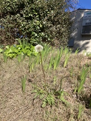 Taraxacum erythrospermum
