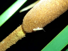 Scieropepla typhicola