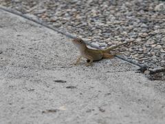 Anolis sagrei