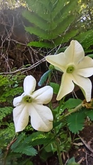 Nicotiana alata
