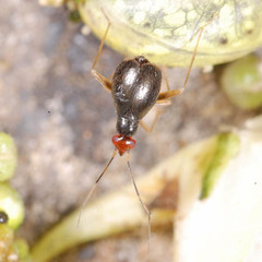 Orthonotus rufifrons