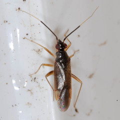 Orthonotus rufifrons