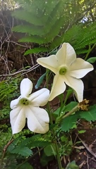 Nicotiana alata