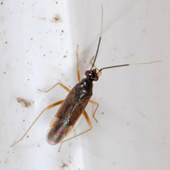 Orthonotus rufifrons