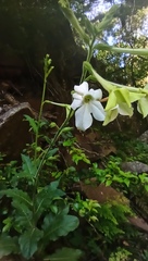 Nicotiana alata