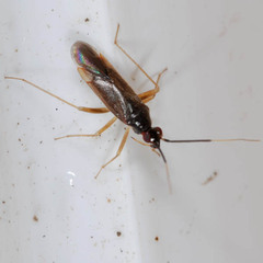 Orthonotus rufifrons