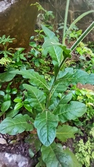 Nicotiana alata