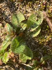 Pilosella piloselloides