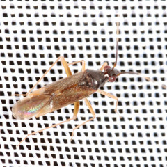 Orthonotus rufifrons