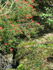 Calliandra tweediei