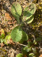 Pilosella piloselloides