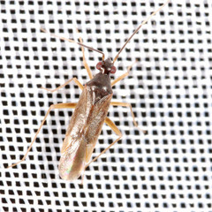 Orthonotus rufifrons