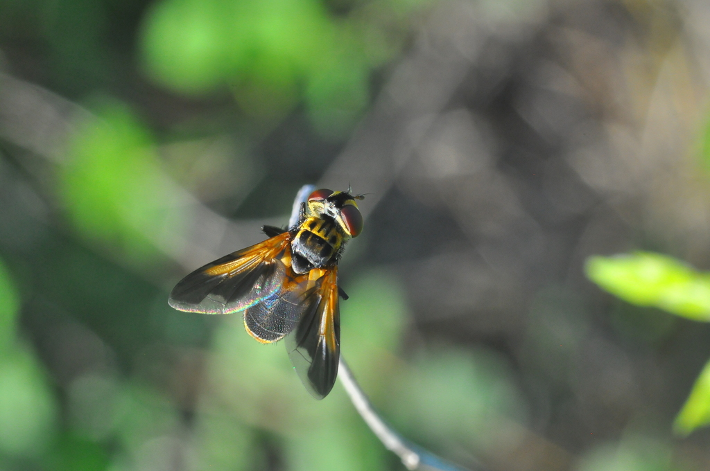 Trichopoda ypiranga