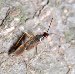 Orthonotus rufifrons