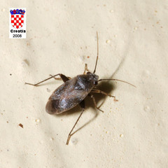 Phoenicocoris obscurellus