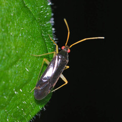 Phylus coryli