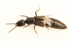 Gyrohypnus fracticornis