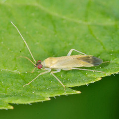 Phylus melanocephalus