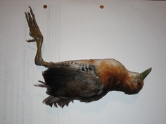 Laterallus melanophaius