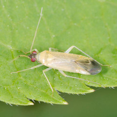 Phylus melanocephalus