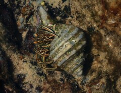 Clibanarius taeniatus