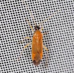 Phylus melanocephalus