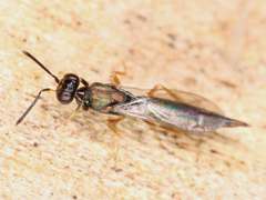 Chalcidoidea