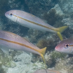 Mulloidichthys martinicus