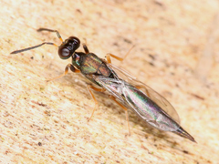 Chalcidoidea