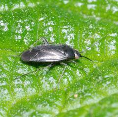 Plagiognathus arbustorum