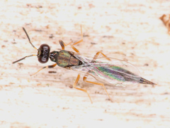 Chalcidoidea