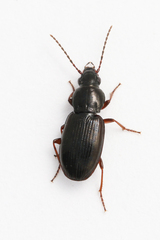 Pterostichus strenuus