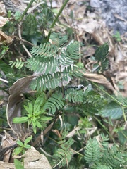 Mimosa strigillosa