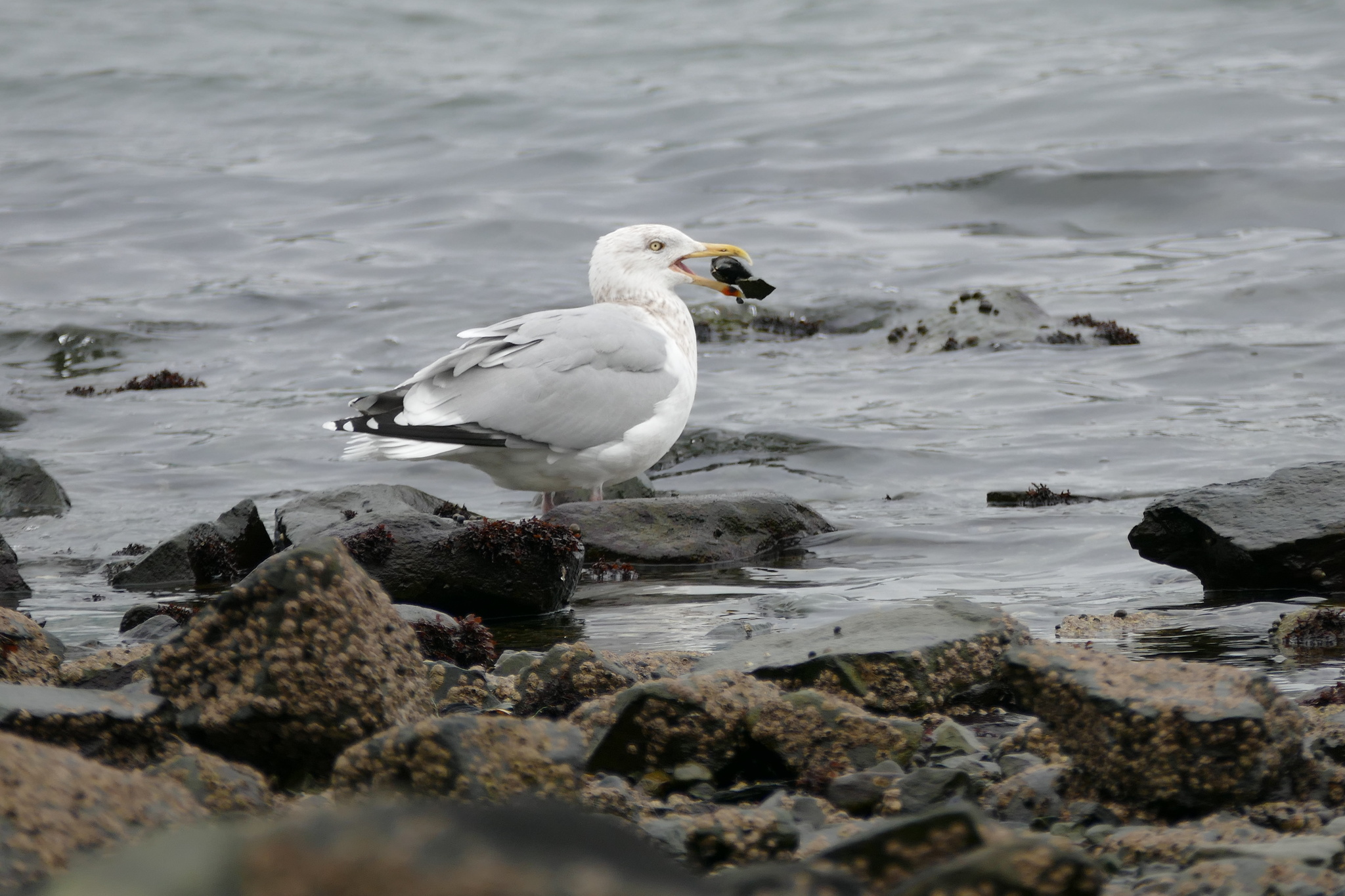American Herring Gull