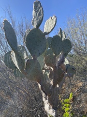 Opuntia lindheimeri