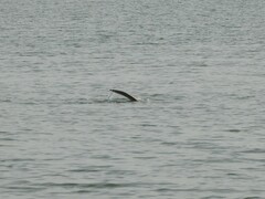 Trichechus senegalensis