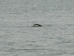 Trichechus senegalensis