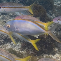 Caranx bartholomaei