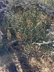 Koeberlinia spinosa