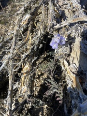 Phacelia distans