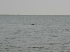 Trichechus senegalensis