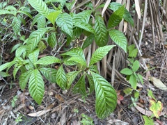 Psychotria nervosa