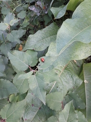Chrysomela populi