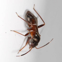 Pilophorus perplexus