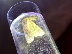 Ichneutica mutans